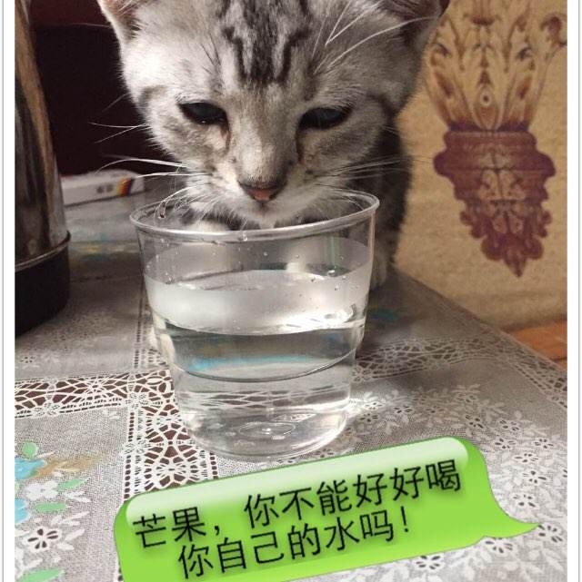 怎么办假印度果阿邦驾照